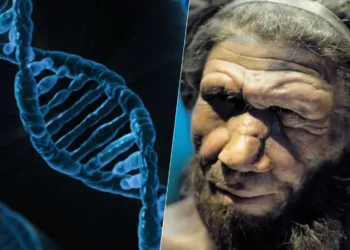 ancestrais, Neandertais, homem, de Neandertal, genes, neandertais;