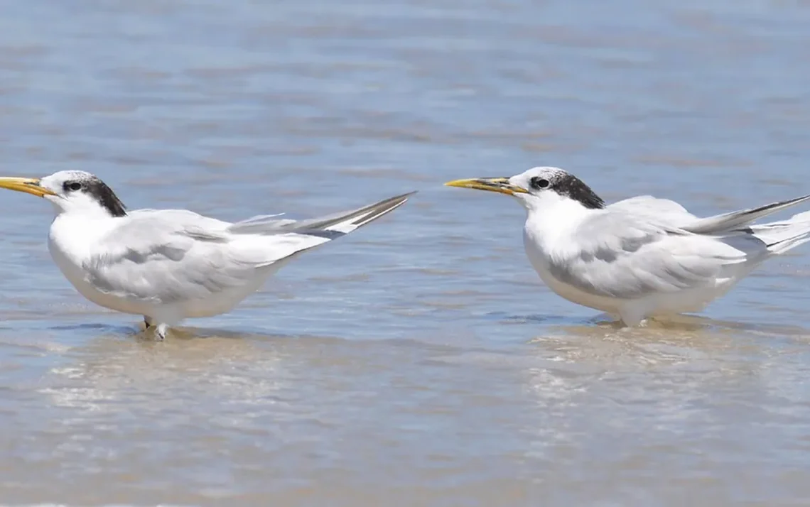 influença, aviária, doença, das aves;