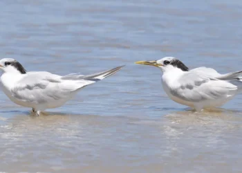 influença, aviária, doença, das aves;