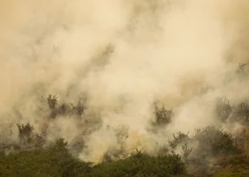 bioma, região, território;