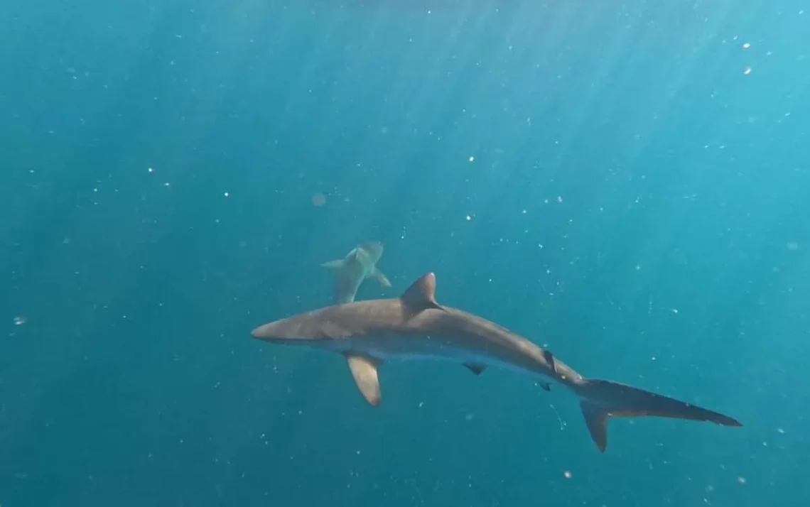 peixes predadores, animais marinhos;