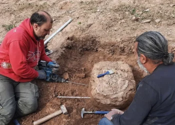 fossil, achados, descoberta;