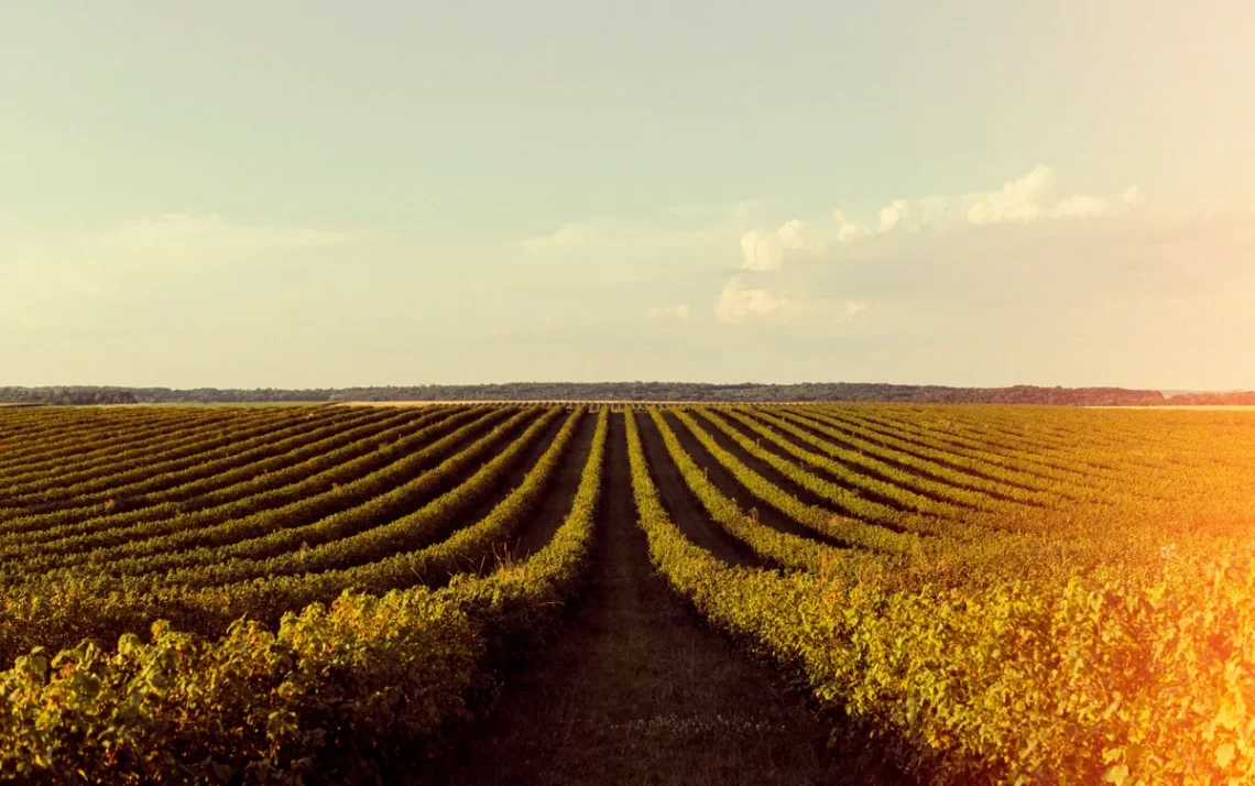 proprietário-rural, rural, dono-rural, da fazenda;