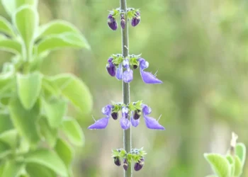 Farmacopeia, Mari’ká, Farmácia de Plantas Medicinais;