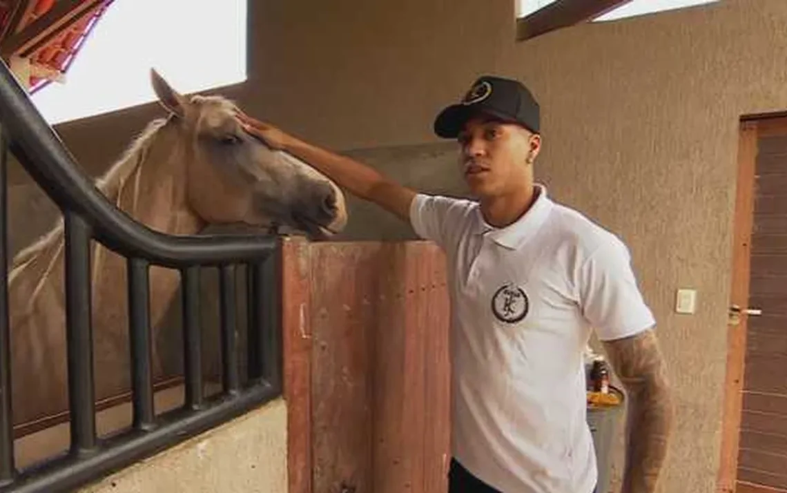 animais, bichos, potro, garanhão, matriz;