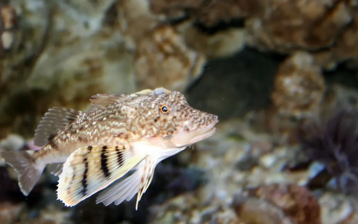 peixinho, tordo-do-mar, Prionotus carolinus;