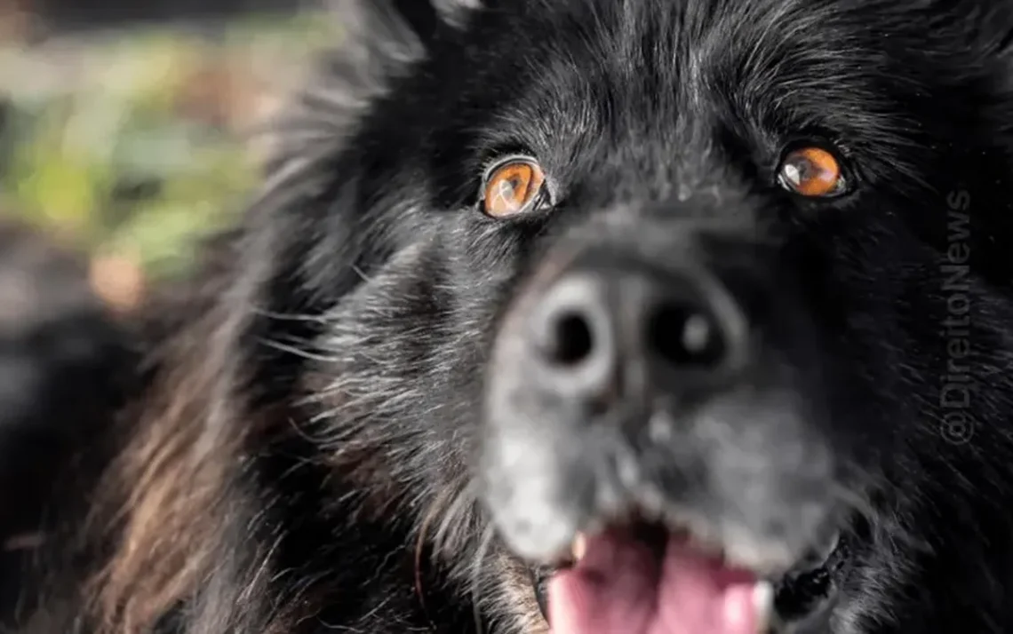 cão, cachorra, animal;