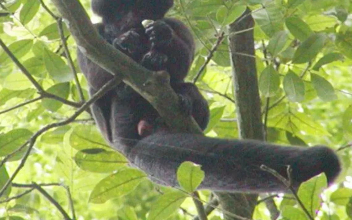 macaco da Amazônia, primata endêmico do Brasil;