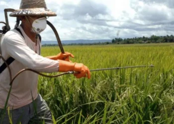 produção, de alimentos, agricultura, mecanizada;