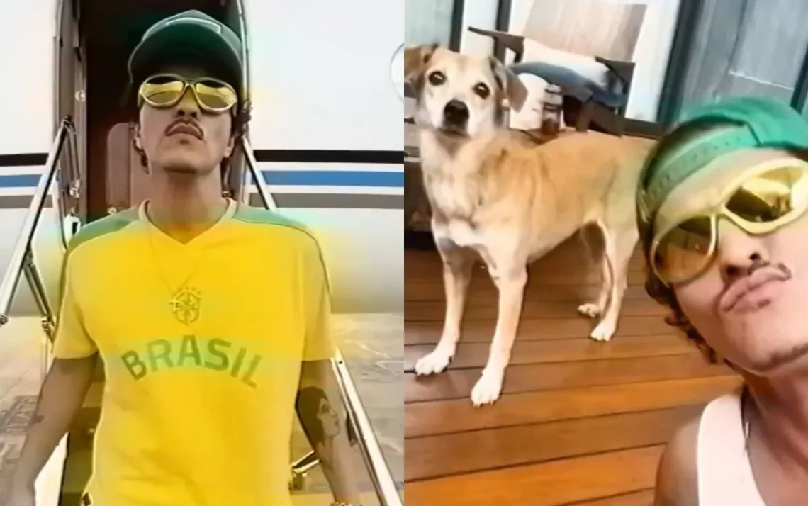 cachorro, cachorra, cão, gato, animal, de estimação;