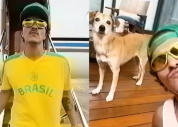 cachorro, cachorra, cão, gato, animal, de estimação;