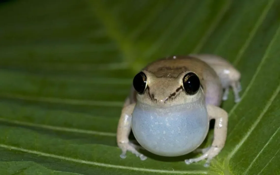 pererecas-assobiadoras, pererecas-coqui