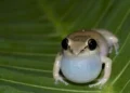 pererecas-assobiadoras, pererecas-coqui