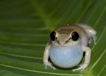 pererecas-assobiadoras, pererecas-coqui