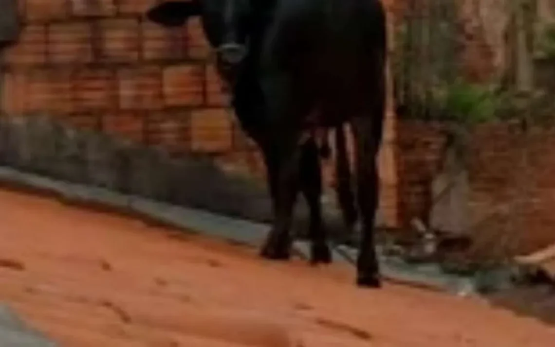 vaca, animal