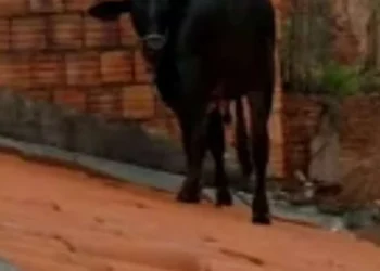 vaca, animal