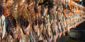 peixes-leão, predadores, vorazes; ;