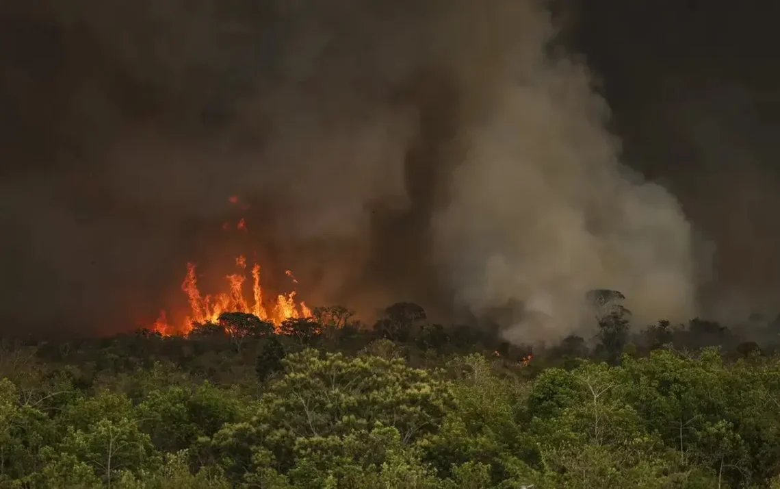 incêndios florestais, fogos naturais, pragas;