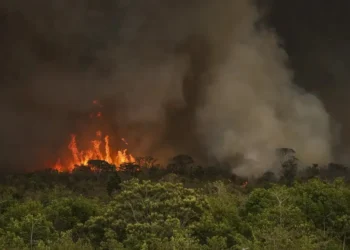 incêndios florestais, fogos naturais, pragas;