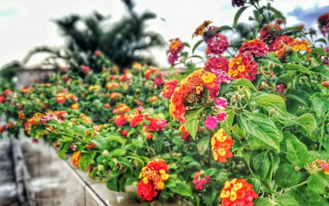 Lantana camara, Lantana montevidensis, Lantana urticoides;