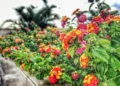 Lantana camara, Lantana montevidensis, Lantana urticoides;