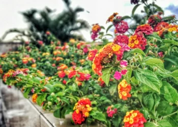 Lantana camara, Lantana montevidensis, Lantana urticoides;